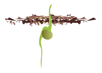 Bean macrophase 2