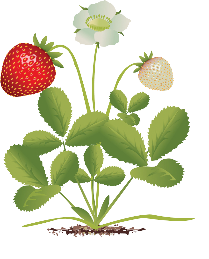 Maasika kasvufaasid, makrofaas 8