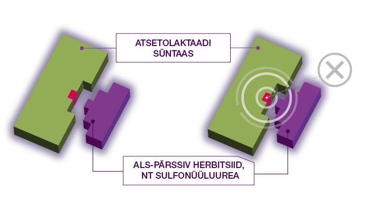 ALS-resistance mechanism 