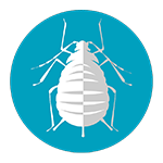 Aphids, lehetäid, fat, lai