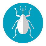 ceutorhynchus, kärsakad