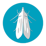 Cydia, pea moth, hernemähkur