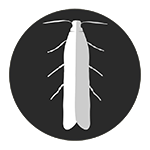Kapsakoi, plutella, icon