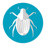 Colorado beetle, leptinotarsa decemlineata, kartulimardikas