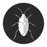 Lygus bug, rohulutiklased