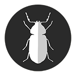 Beetle, mardikas