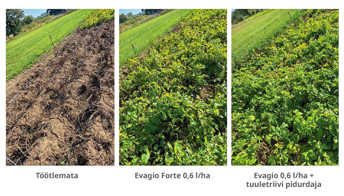 UK Evagio Forte trial EE