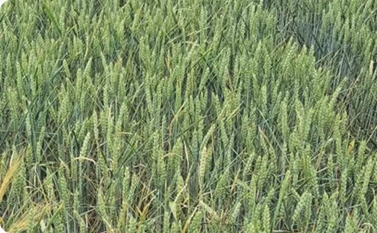Põldrebasesaba VGM 2: 220 g/ha + FHS 1,0 l/ha (ALS-i inhibiitor), efektiivsus 90%, 66,8 dt/ha